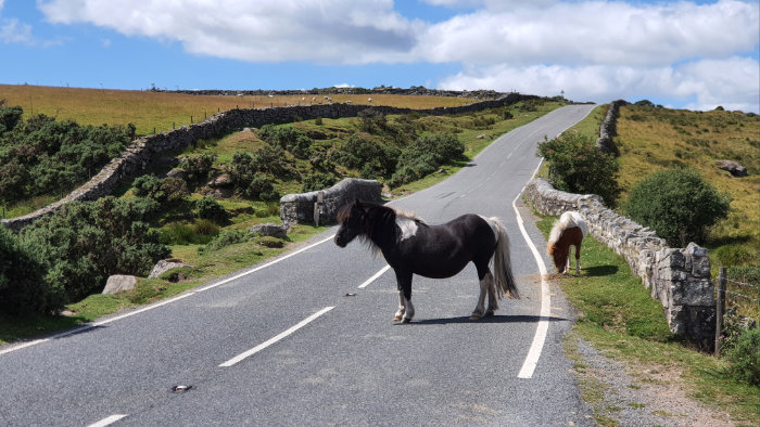 wilde Hügellandschaft im Dartmoor National Park, 1 schwarzes Dartmoor Pony steht auf der Straße neben einer Steinmauer, ein kleineres steht seitlich dahinter