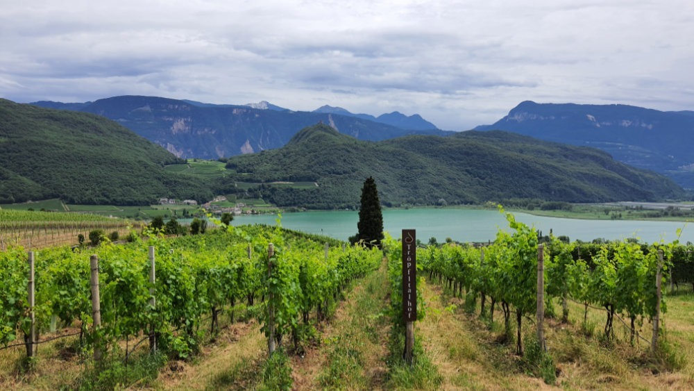in Reihen angebaute Weinreben im Vordergrund, dahinter ein See und im Hintergrund begrünte Berge